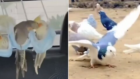 Funny birds