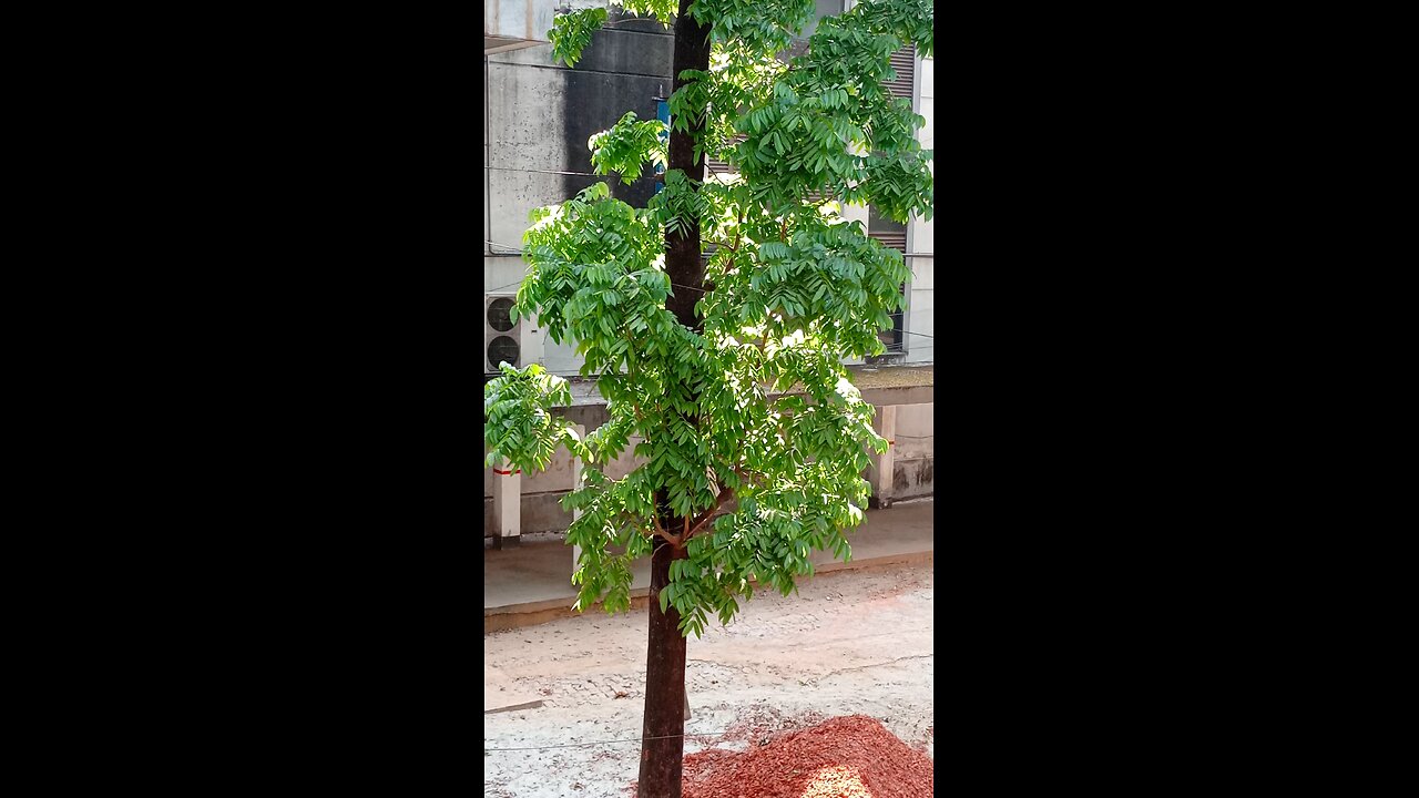 tree