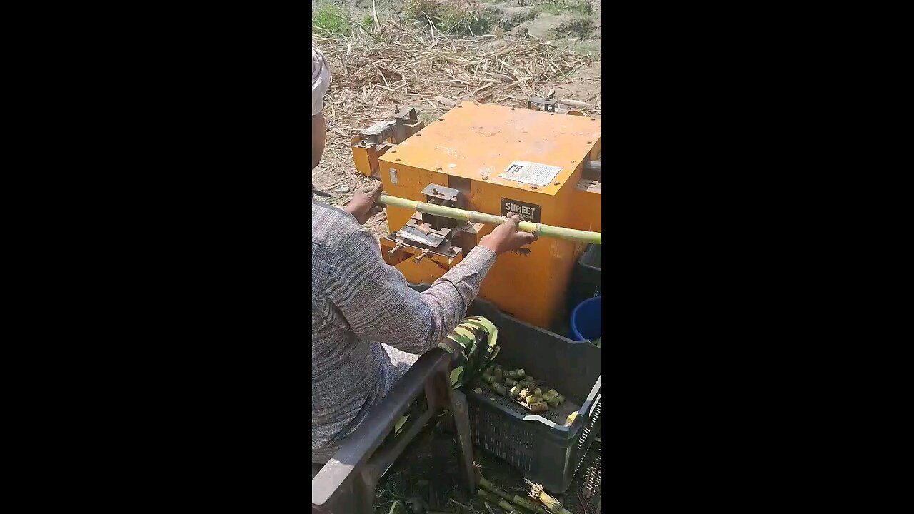 cane seeds cutting