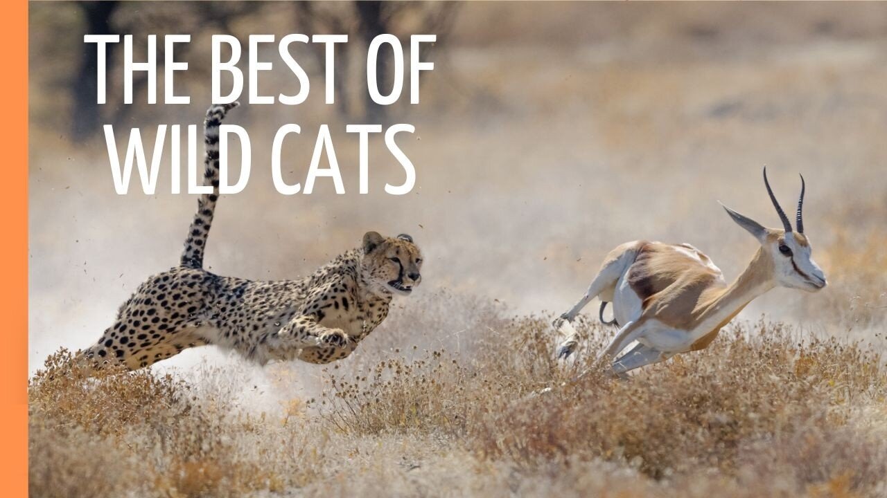 The Best of Wild Cats: Cheethas, Jaguars and Pumas | Full Episode