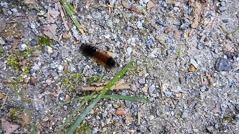 Banded Wooly Bear