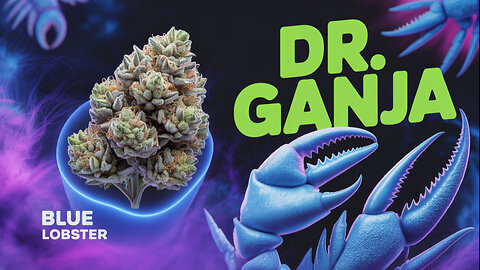 Blue Lobster 🦞 💙 DR GANJA