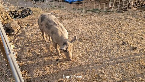 Graham Family Farm NW: 7:30 PM July 22 2025