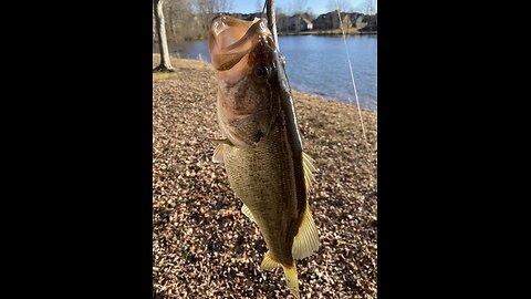 3 nice bass, 1, 2 & 3#'s from the bank - cold day