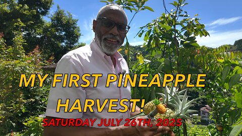 Pineapple Harvest, Summer Festivals, & Delicious Dishes!