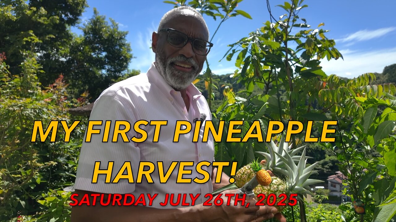 Pineapple Harvest, Summer Festivals, & Delicious Dishes!