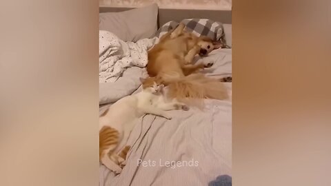 Funniest Animals 😂 #funnydogs #catvideos #cats
