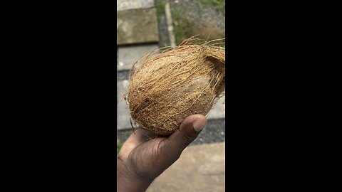 Coconut Cracking Skill 🌴🥥 #asmr #satistying