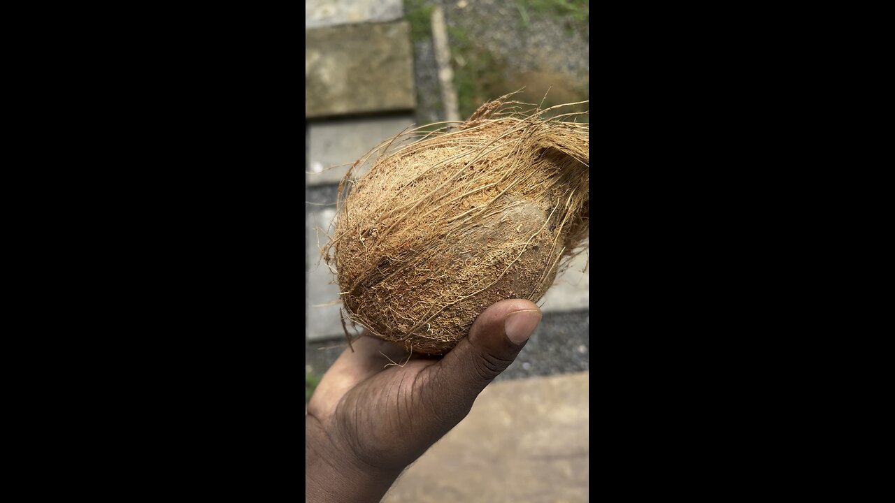 Coconut Cracking Skill 🌴🥥 #asmr #satistying