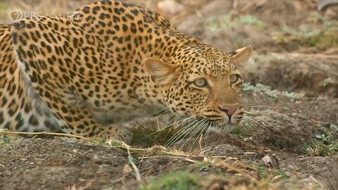 leopard hunt a bamboo