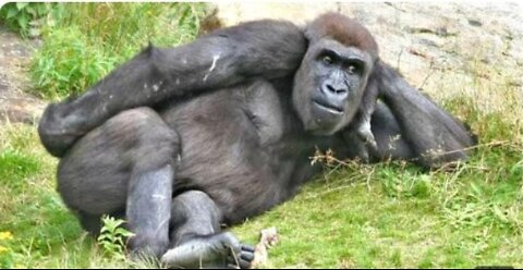 You Will Die Laughing at These Animals 🤣 Funniest Animal Videos 2025 | Try Not to Laugh Challenge