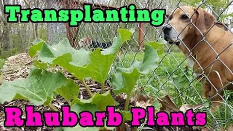 Transplanting Rhubarb Plants
