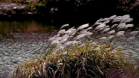 The sound of water and wind in the stream, the sound of nature, ASMR black screen