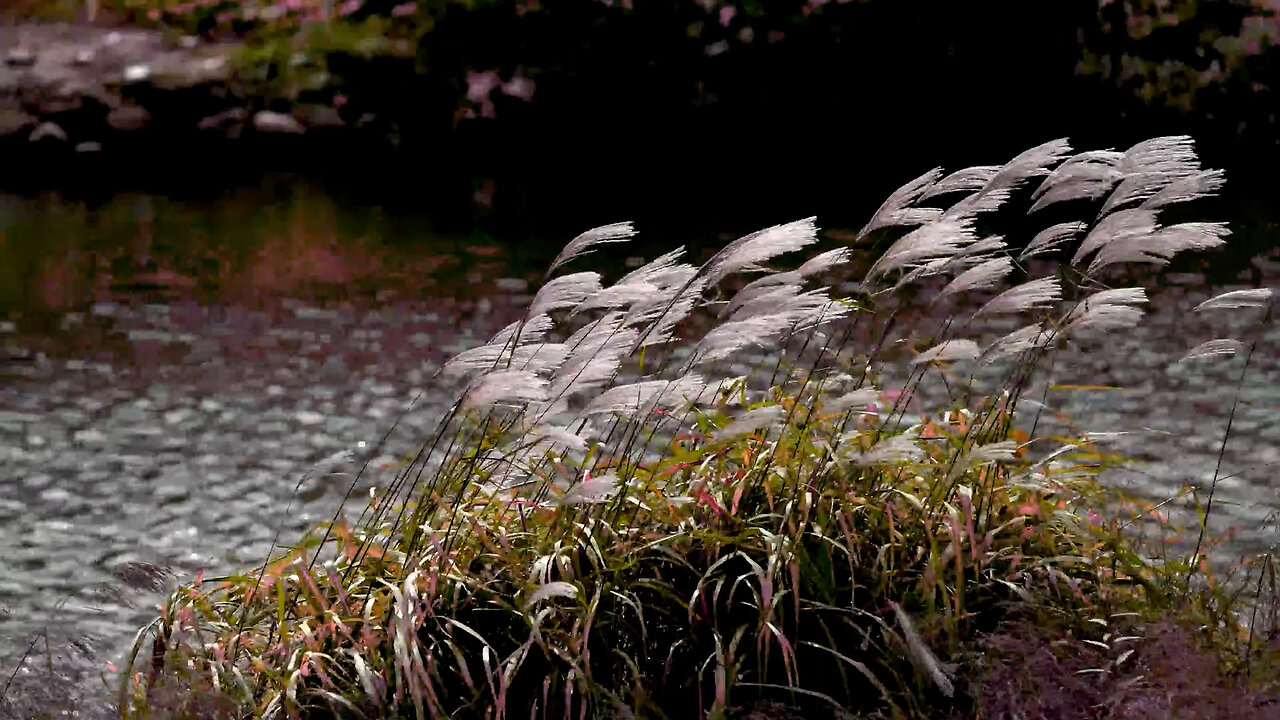 The sound of water and wind in the stream, the sound of nature, ASMR black screen