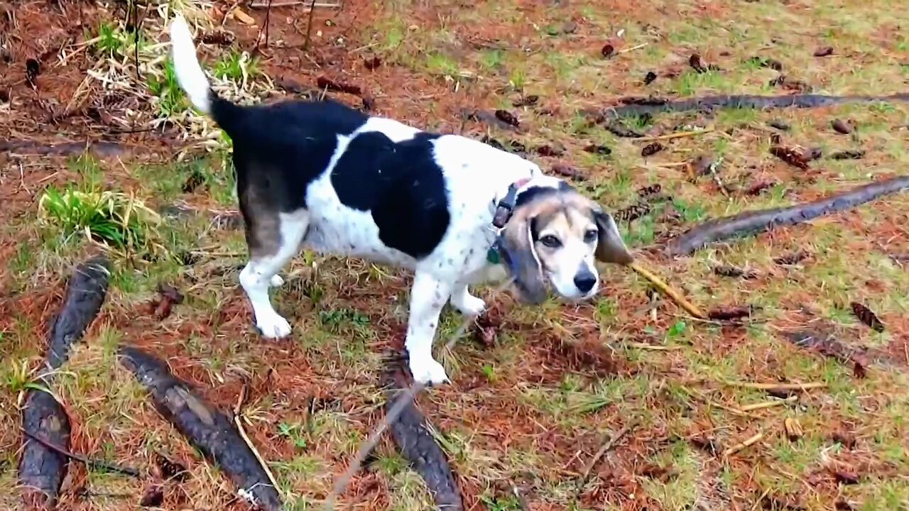 Bandit
