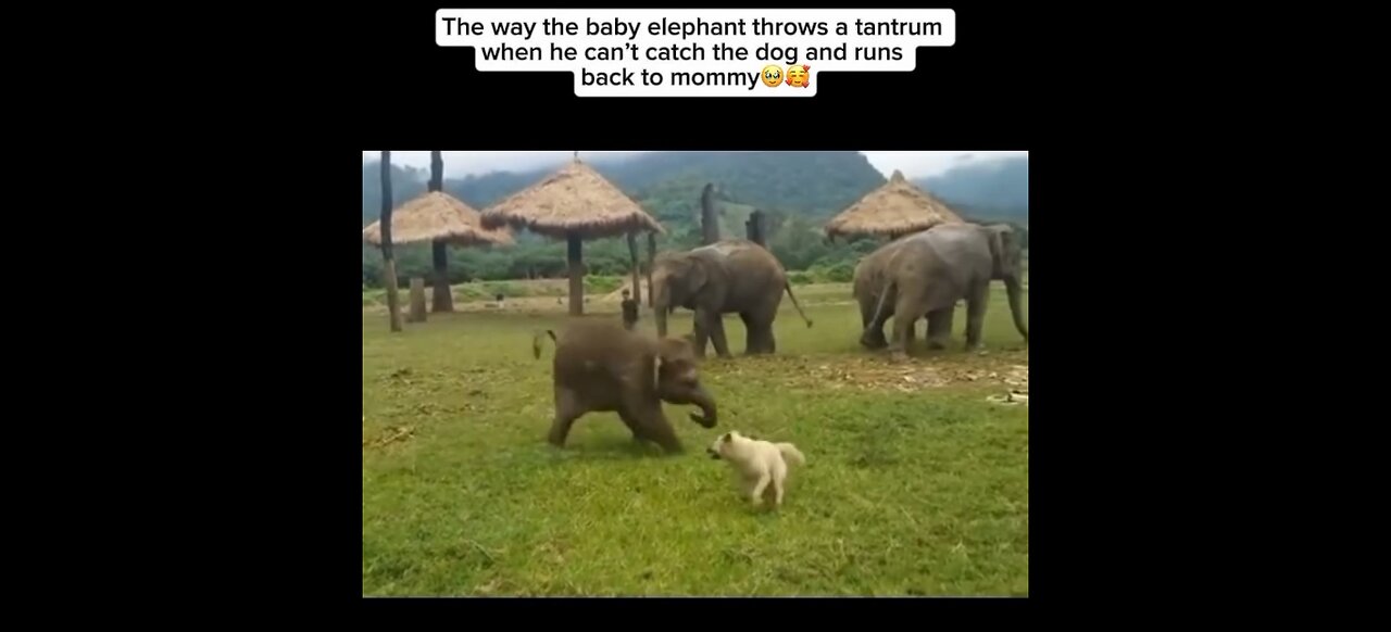 A Dog, a Duck, and a Baby Elephant Walk Into a Playdate…