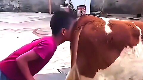 He Looked Behind the Cow… You Won’t Believe What Happened Next!