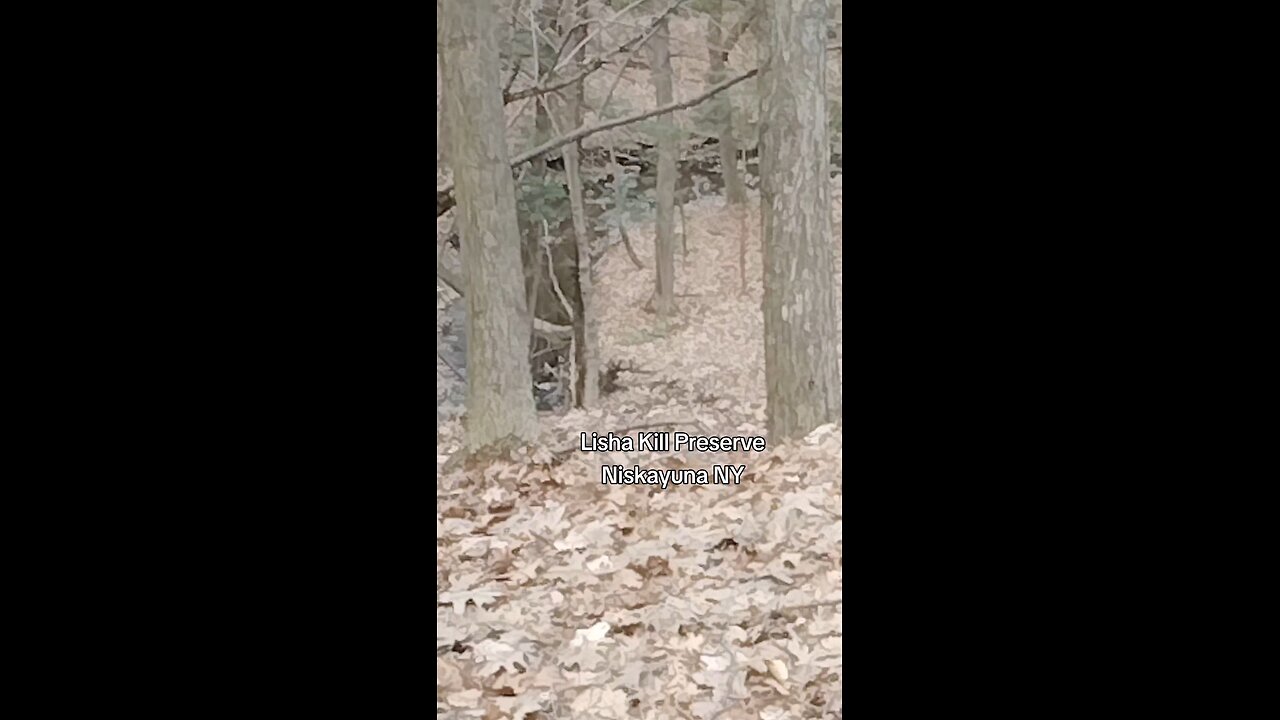 More from the Lisha Kill Preserve #hiking #nature #Forest