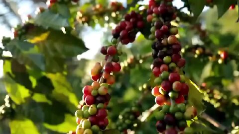 Coffee Time LIVE: Back from the Dead Edition! 25 May 2025