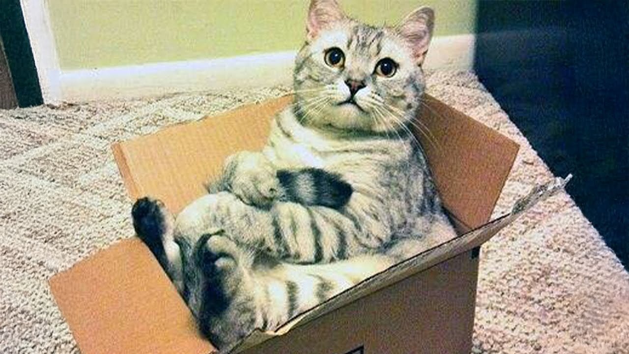 I Thought It Was Just a Box… But My Cat Disagreed! 🤣🐱 Funniest Cat 2025