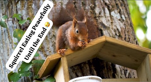 Adorable Squirrel Snack Time – The Ending Will Make You Smile