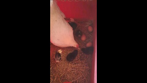 Mama hen and her babies
