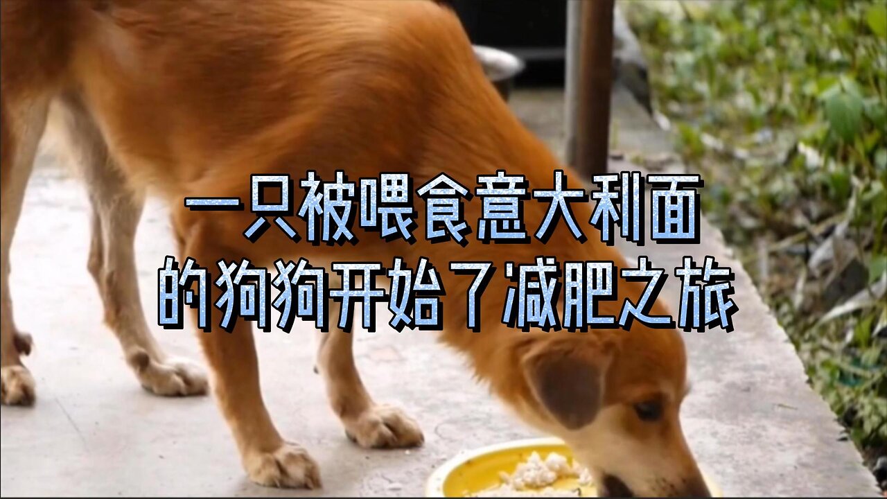 一只被喂食意大利面的狗狗开始了减肥之旅