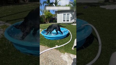 During a severe flood the dog was washed away with water and a brave woman saved her