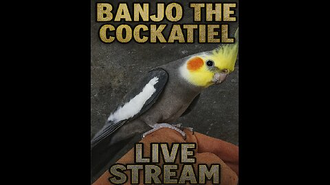 live parrot cams talking and singing live bird cam