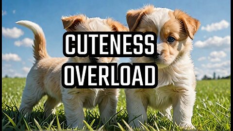 Cutest Pet Moments Caught on Camera!