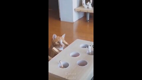 confused cat