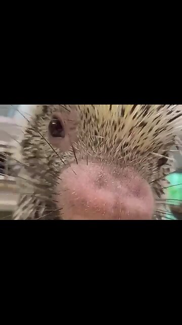 THE DESIRES OF YOUR HEART - DAILY DEVOTIONAL ❤️