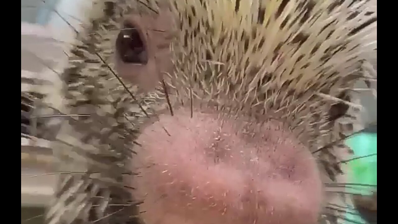 THE DESIRES OF YOUR HEART - DAILY DEVOTIONAL ❤️