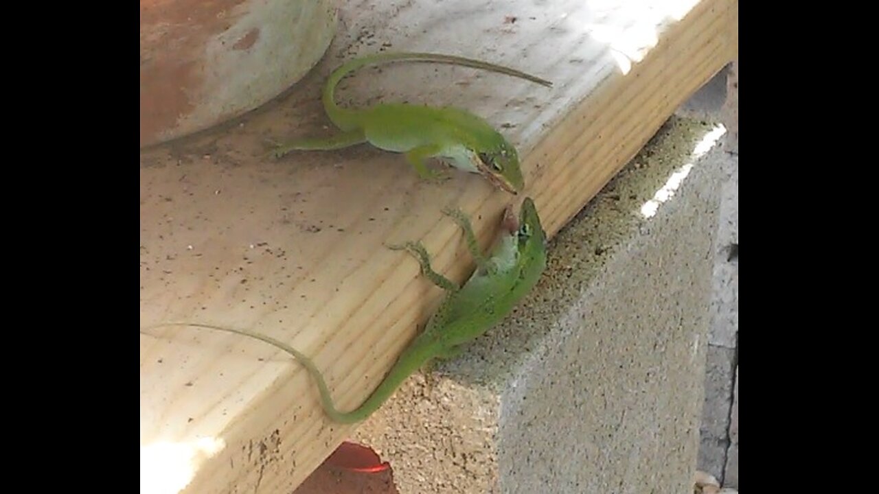 Attending the Lizard Fights at Larry's Patio Arena