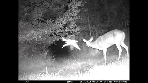 Deer Cam 08 21 2025 Big Insect Flys By As Doe Is Eating Game Cam Trail Cam