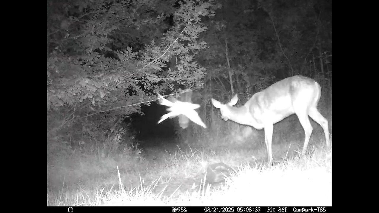 Deer Cam 08 21 2025 Big Insect Flys By As Doe Is Eating Game Cam Trail Cam