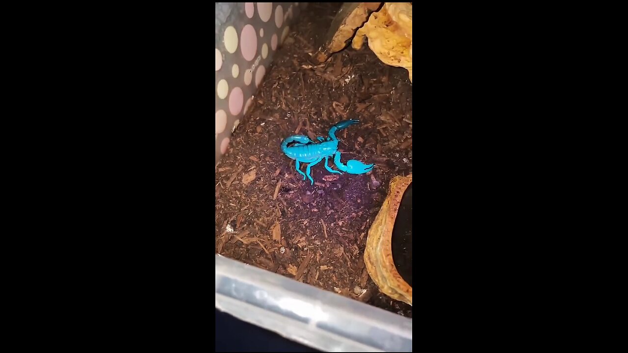 "🦂✨ Scorpions Glow Amazingly Under UV Light! 🔦🌟"#shorts