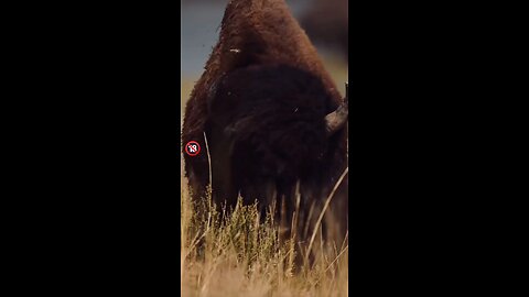 FAKTA UNIK!!! Bison... #faktaunik