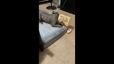 Dog get his head stuck