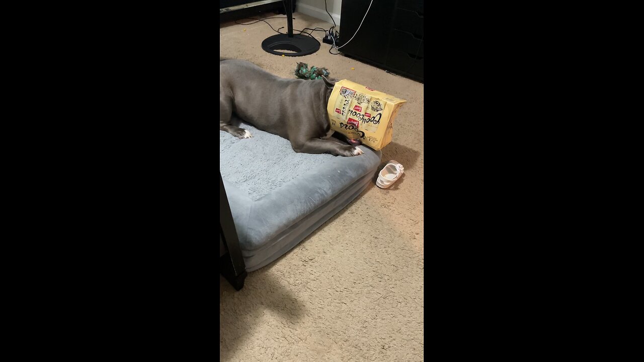 Dog get his head stuck