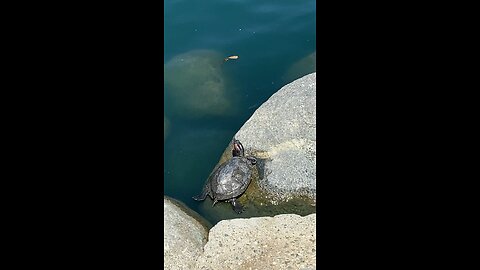 Red Eared-slider Turtle 🐢 swimming #redearedsliderturtle #followme #turtle