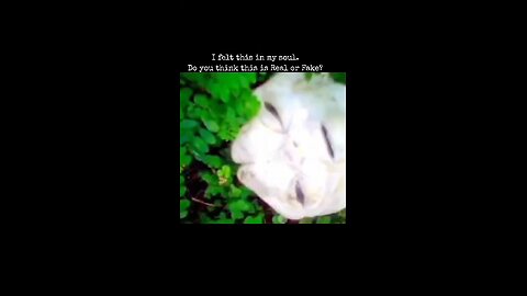 Old Video. What do you think?