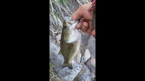 got a Lil bass