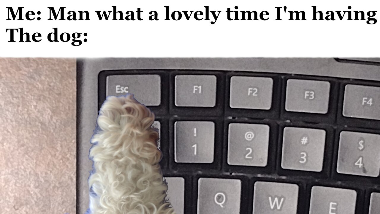 My dog made me quit the game... | Weekly comp 1/1/25