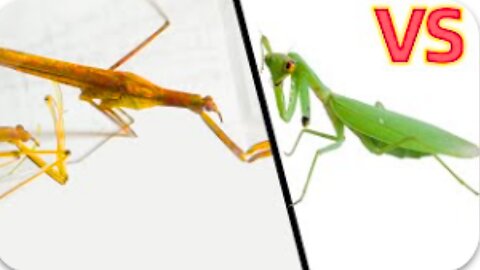 Broken arm mantis VS Water mantis, what will happen