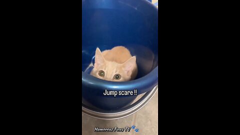 Smile challenge: Animals