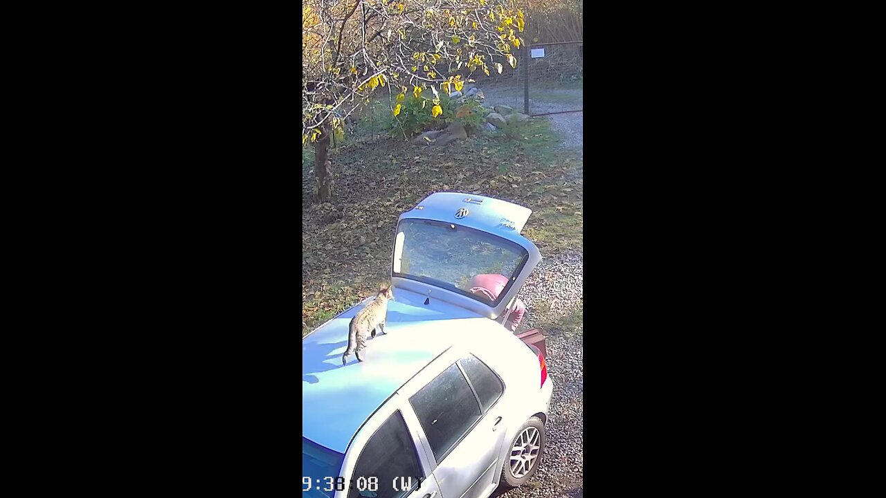 Cat Moments: Mew 🐱😹