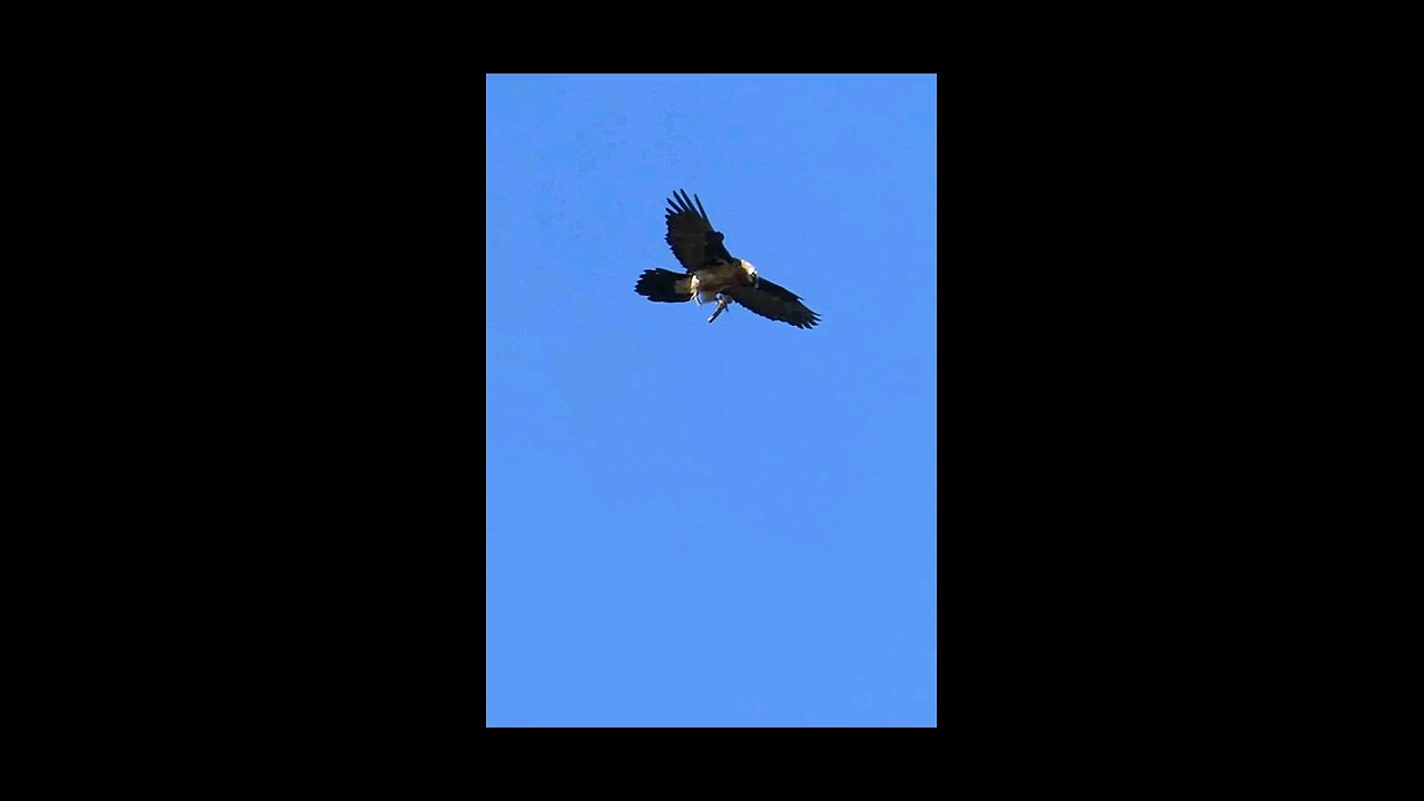 I didn't expect bird stomach acid to be so powerful. #avian #shorts #video #birds #wildlife #animals