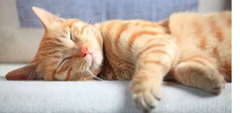 If It fits I sleep 😺 Funny Cats Sleeping In Weirdest Positions Ever 2025
