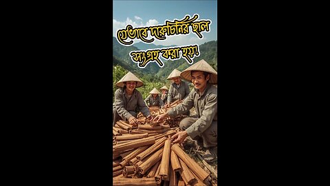 যেভাবে দারুচিনির ছাল সংগ্রহ করা হয়! #shorts #cinnamon